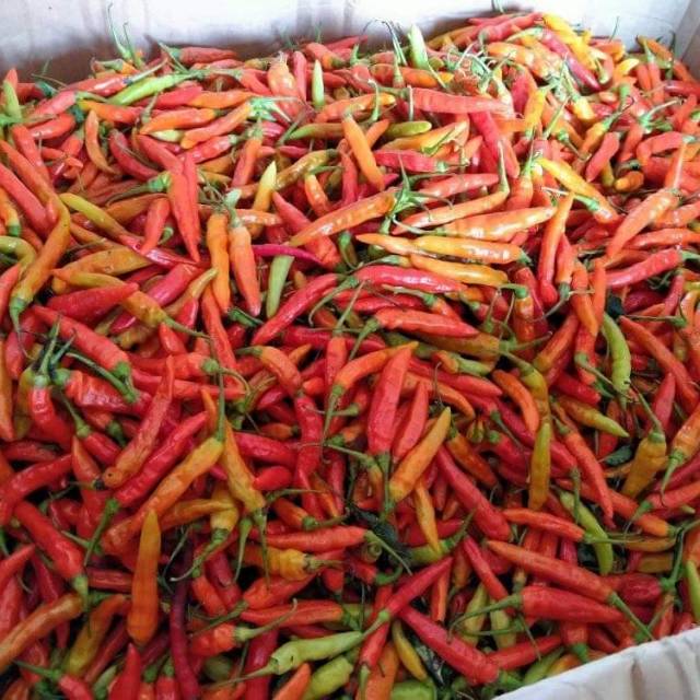 

Cabe rawit 1Kg/1000gram