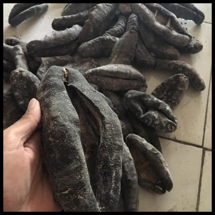 

Teripang Susu Kupas 1 Kg 3-5 Ekor