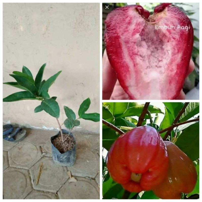 

bibit jambu red taiwan super murah Super Murah Cocok Untuk Tambulapot