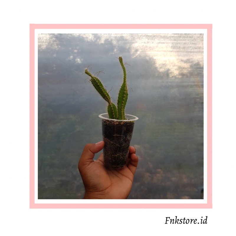 kaktus dogtail / kaktus tanpa pot dan media hanya tanaman / kaktus mini / sukulen