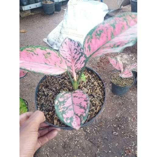 Pohon aglonema lady valentine Aglaonema Lady Vallen aglonema lady valentine