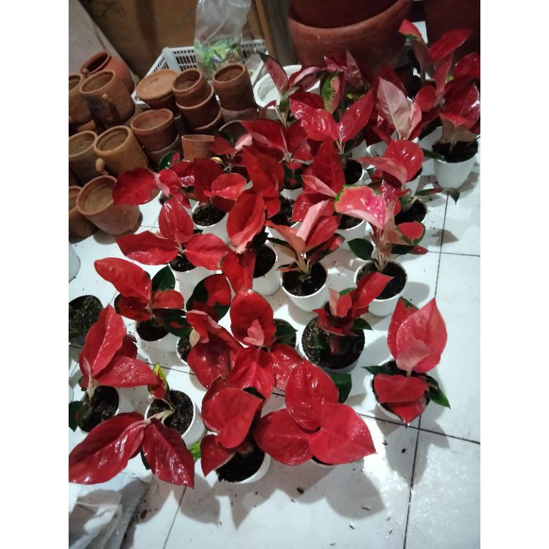 aglaonema suksom jaipong