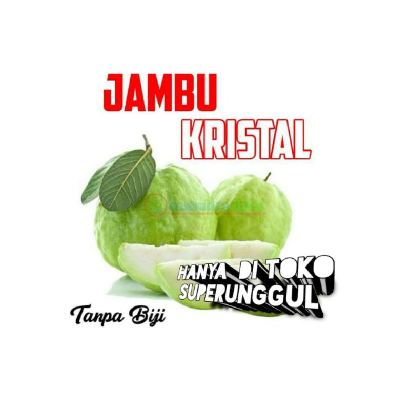 Bibit Jambu Kristal Siap Berbuah dan murah banget