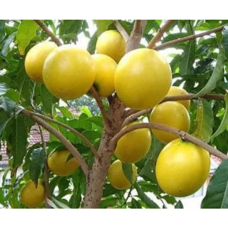 Bibit Sawo Abiu Jumbo, Siap Berbuah