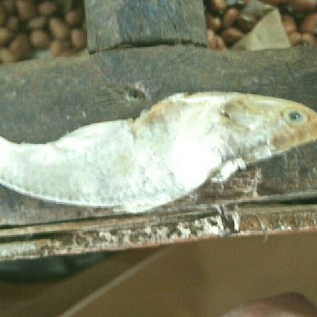 

Ikan asin bulu bebek GROSIR