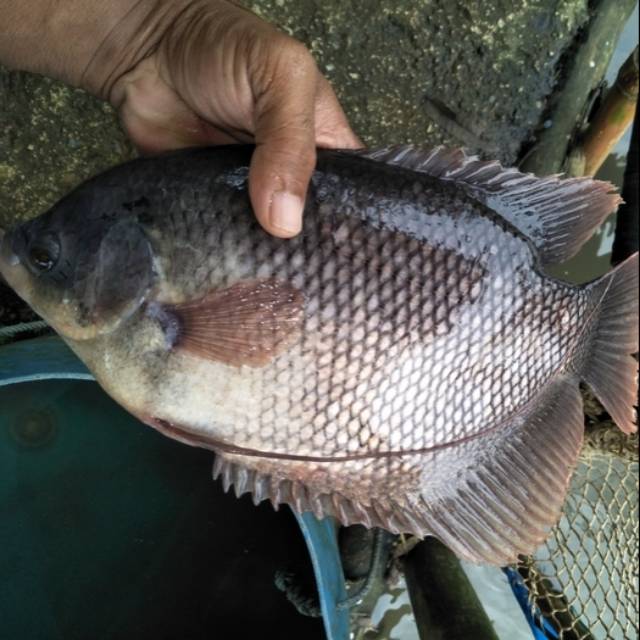 Ikan gurame segar