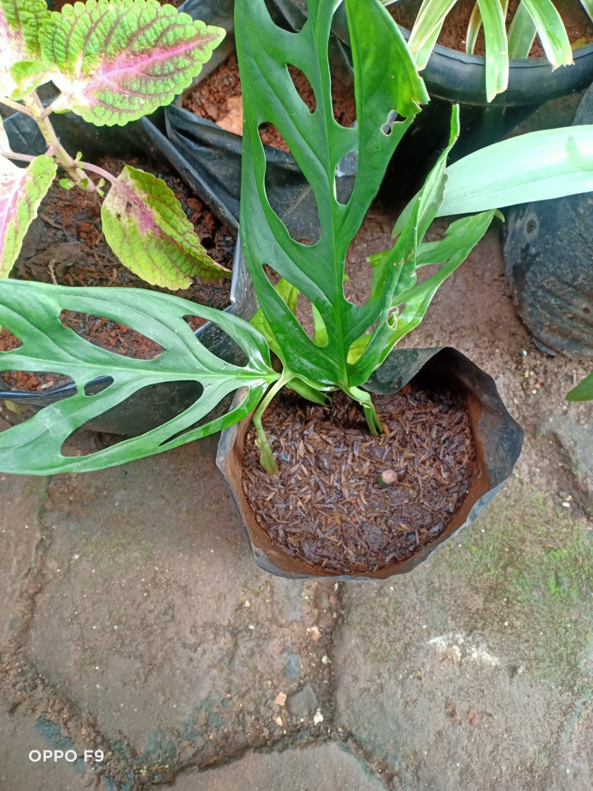 Bonggol Fresh Cutting Janda Bolong