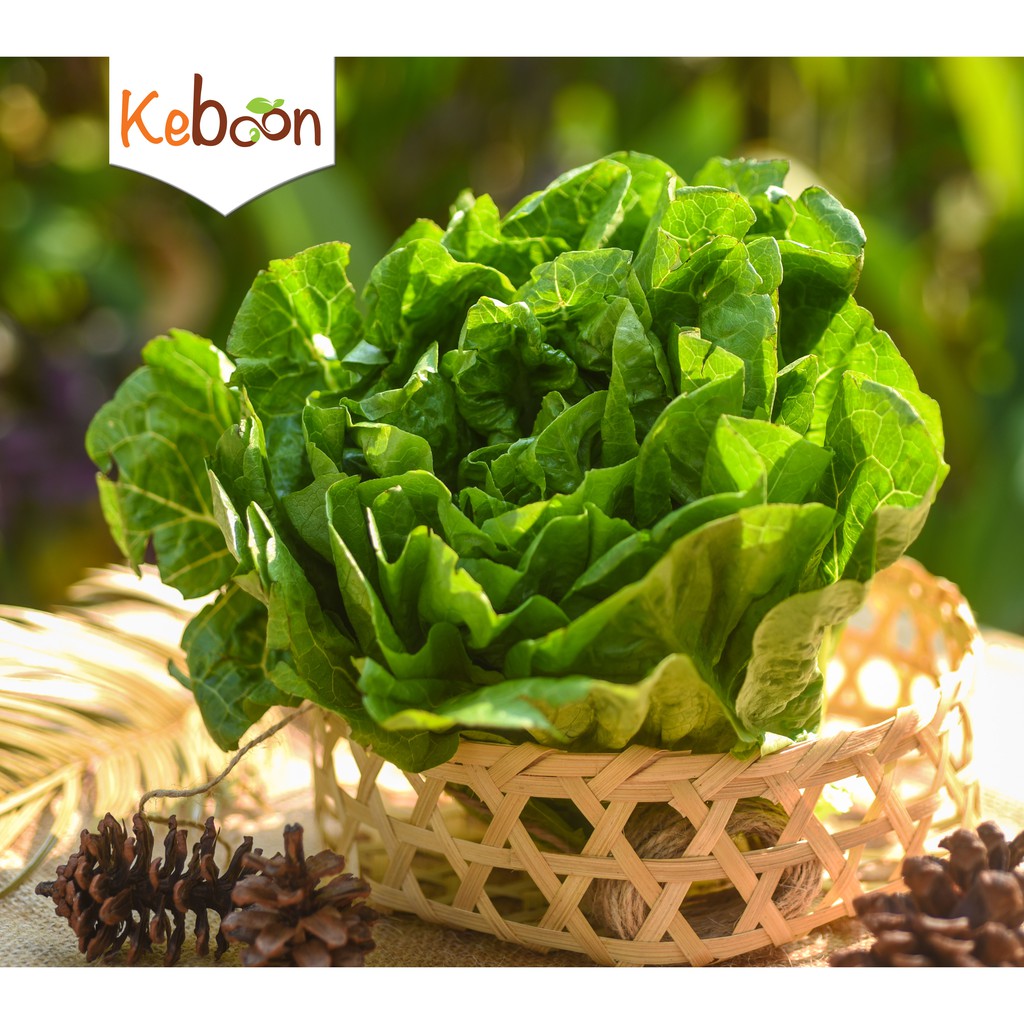 

Selada Hijau Romaine (250 gr)