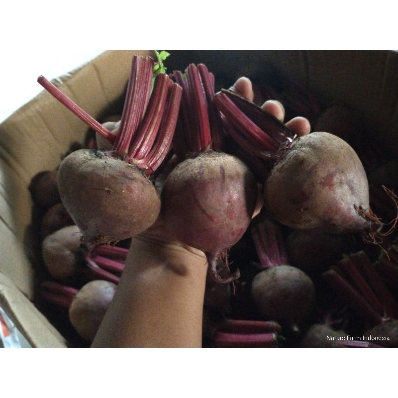 

BUAH BIT 1Kg