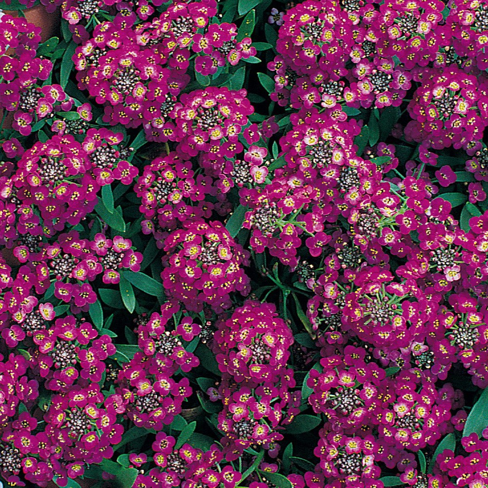 PlantaSeed - 40 Seeds - Alyssum Royal Carpet Benih Biji Bunga - PAS0191