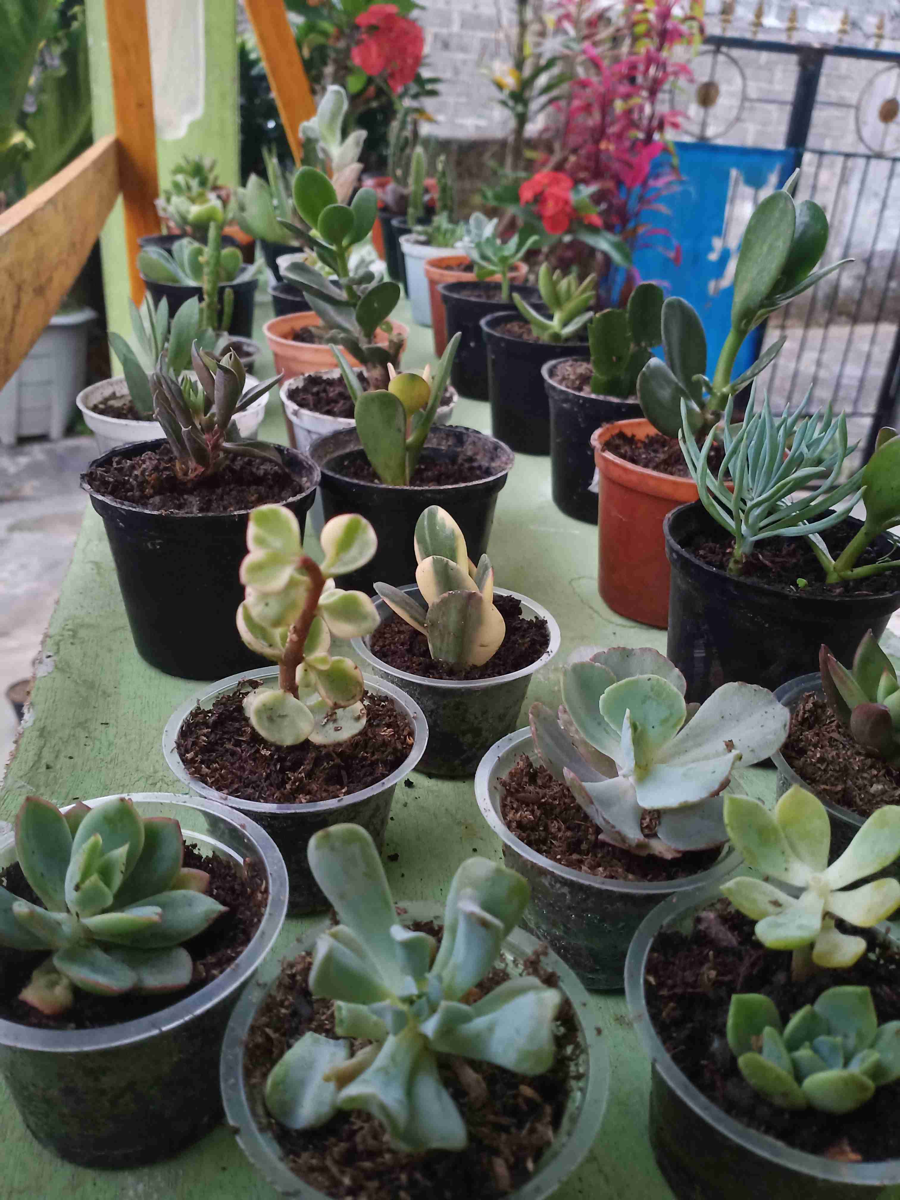 Paket kaktus sukulen murah 50 bunga Shopee Indonesia