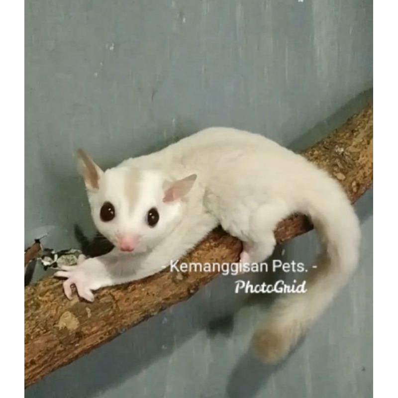 Sugar Glider Albino