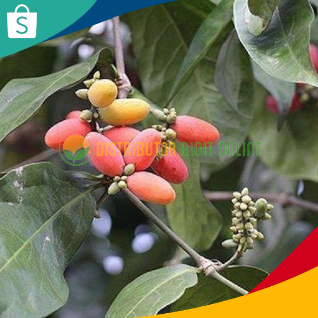 Bibit Buah Tanaman Melinjo bibit okulasi majalengka tanaman buah buahan