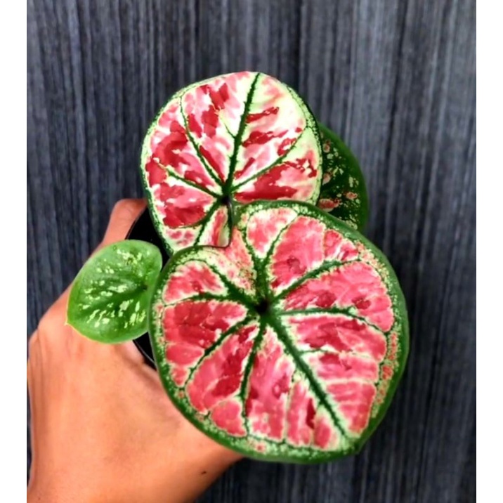 Keladi Hias Wonderland / Tanaman Hias Keladi Wonderland Anakan Murah