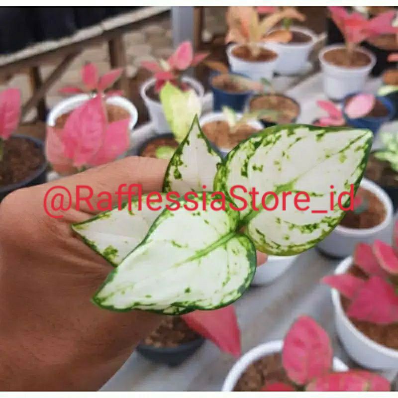 aglonema super white baby