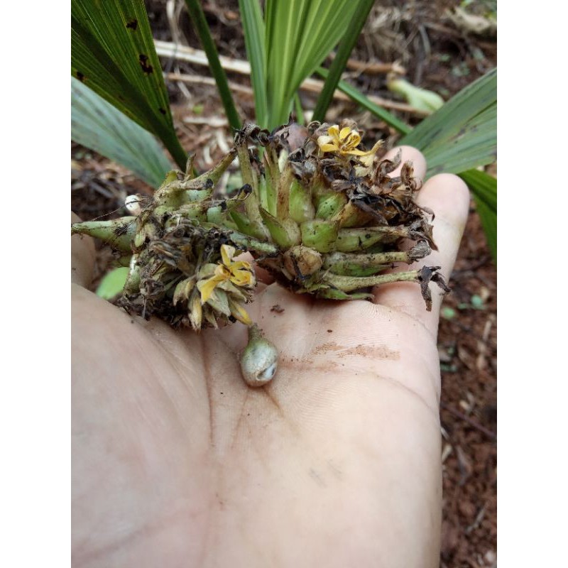 

bibit merasi pemanis rasa bbit dewasa