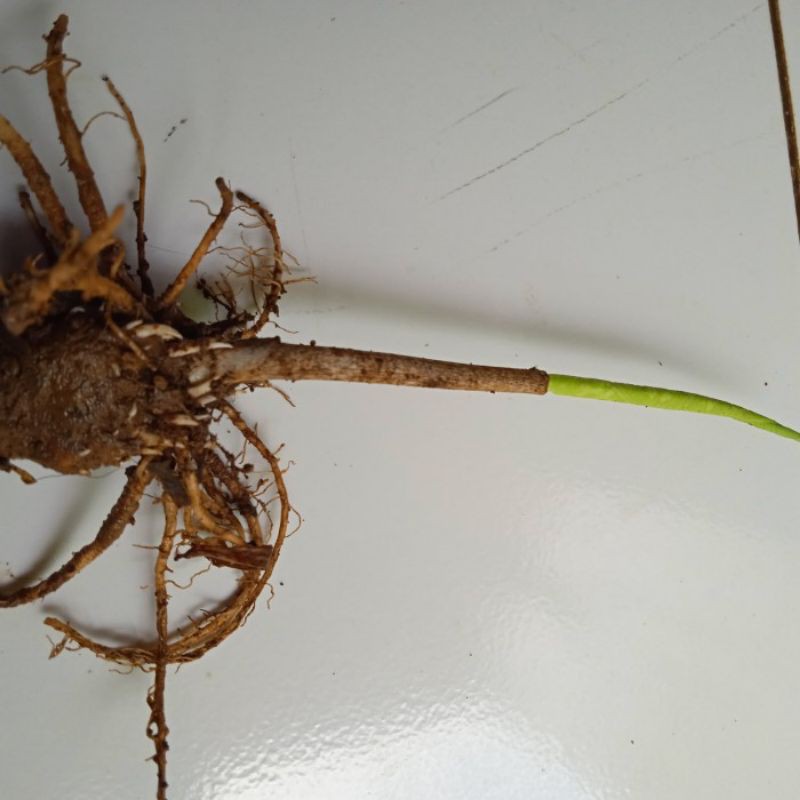 umbi keladi army /1kg