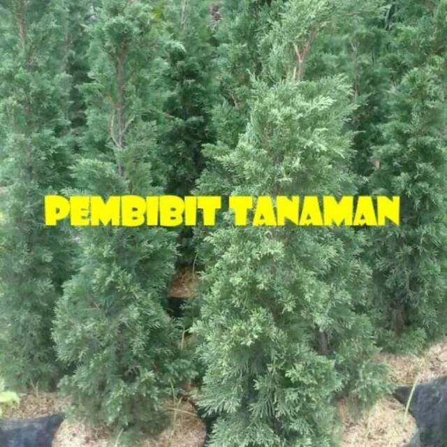 cemara lilin / natal - tanaman cemara lilin - pohon cemara lilin