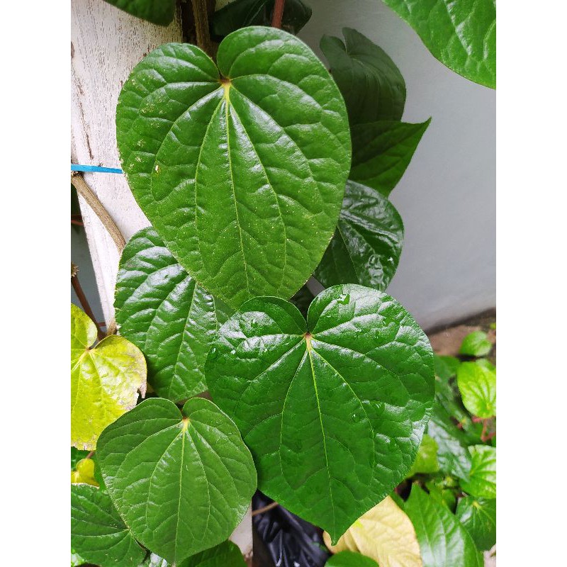 BONUS Daun Sirih Segar / Daun Sirih Gajah / Daun Sirih