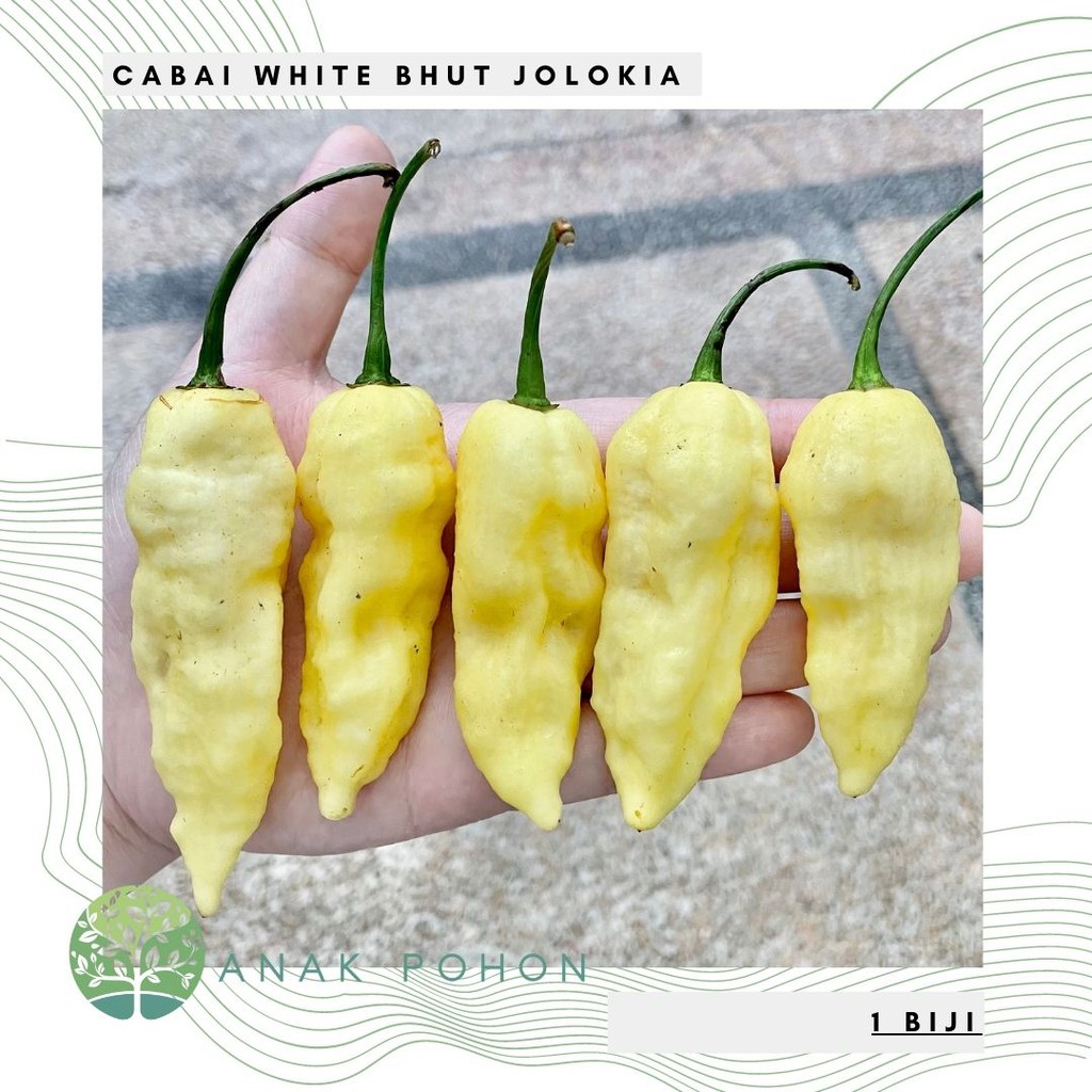 Benih Bibit Biji - Cabai White Bhut Jolokia Ghost Pepper Seeds