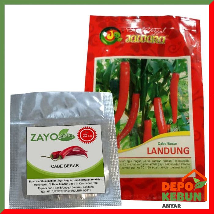 BENIH CABE BESAR / BIBIT CABE BESAR / BENIH CABAI BESAR / BIBIT CABAI BESAR