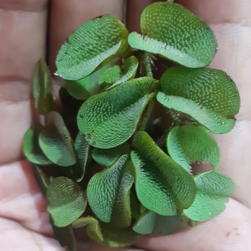 tanaman air apung / salvinia molesta / kiambang