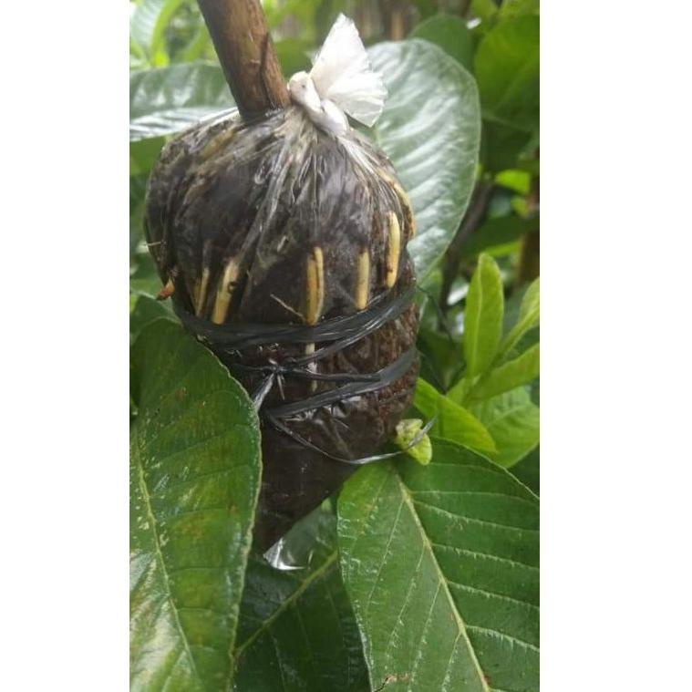 ️ Fresh Cangkok Jambu Kristal Merah 