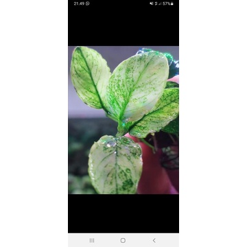 anubias pinto
