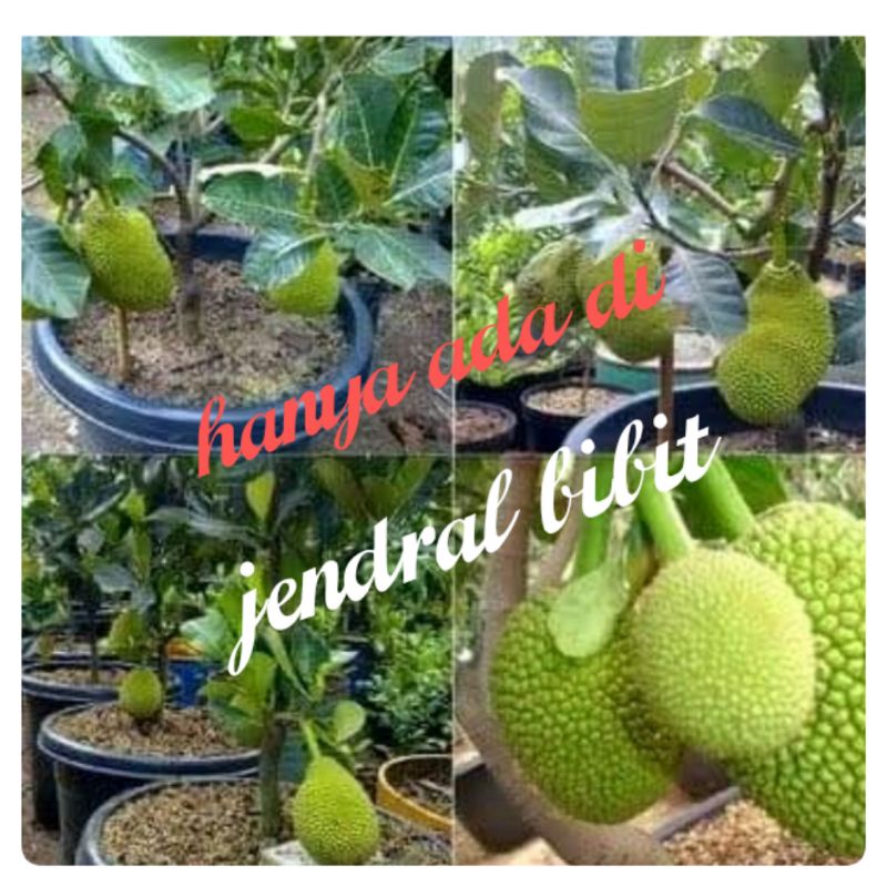 Bibit nangka mini okulasi