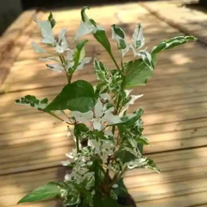 Pohon hias krokot salju - tanaman hias krokot - krokot