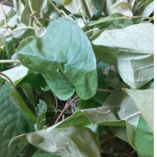 

daun sembukan segar 100gr
