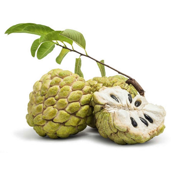Bibit Tanaman Buah SRIKAYA NEW VARIETAS JUMBO Premium