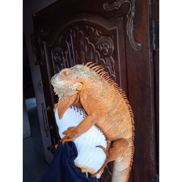 Iguana Super Red Jantan 90 cm