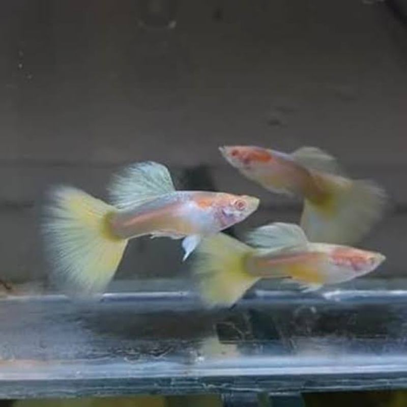 IKAN GUPPY HIAS GUPI ALBINO GERMAN YELLOW AGY