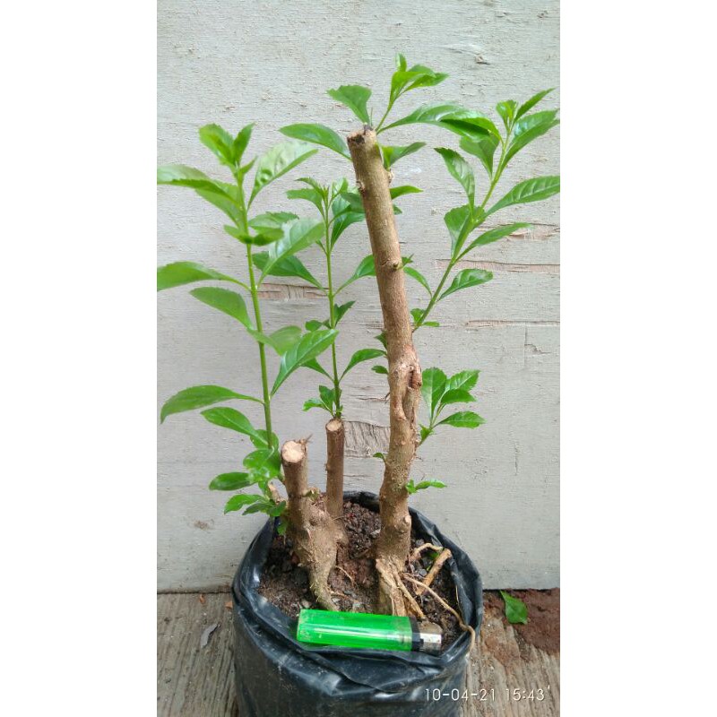 BAHAN BONSAI ANAK NAKAL/SINYO DURANTA/DURANTA ERECTA