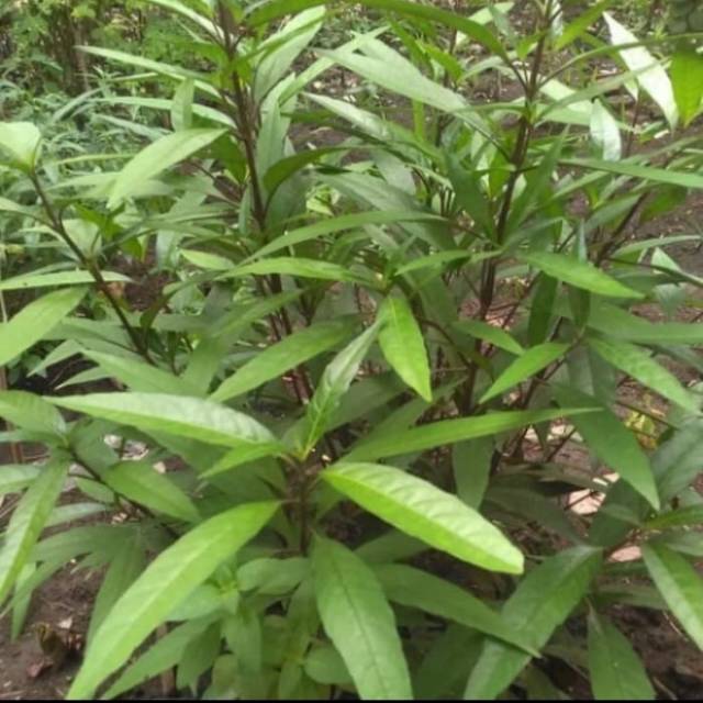 Pohon herbal gandarusa/ tanaman herbal