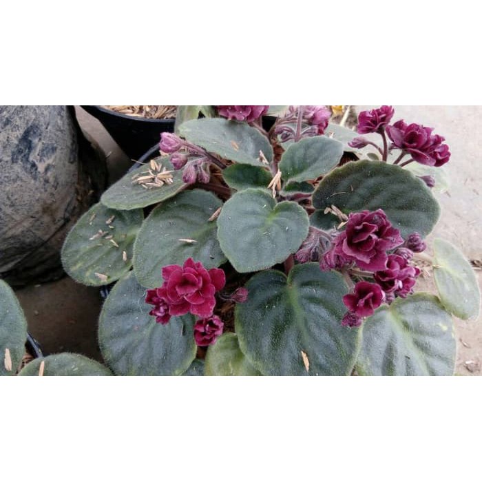 tanaman gantung red african violet / violces