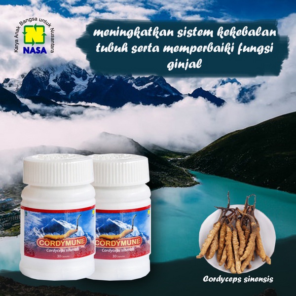 Cordymune Cordyceps Sinensis