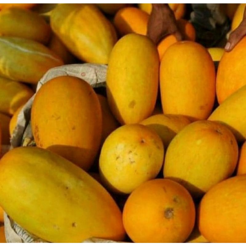 

buah timun suri | Batavia suri cucumber | pcs