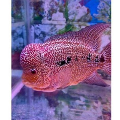 Ikan Louhan GB 4-6CM (COD)