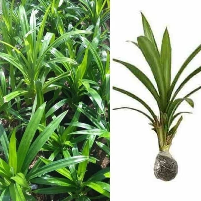 

New bibit pandan