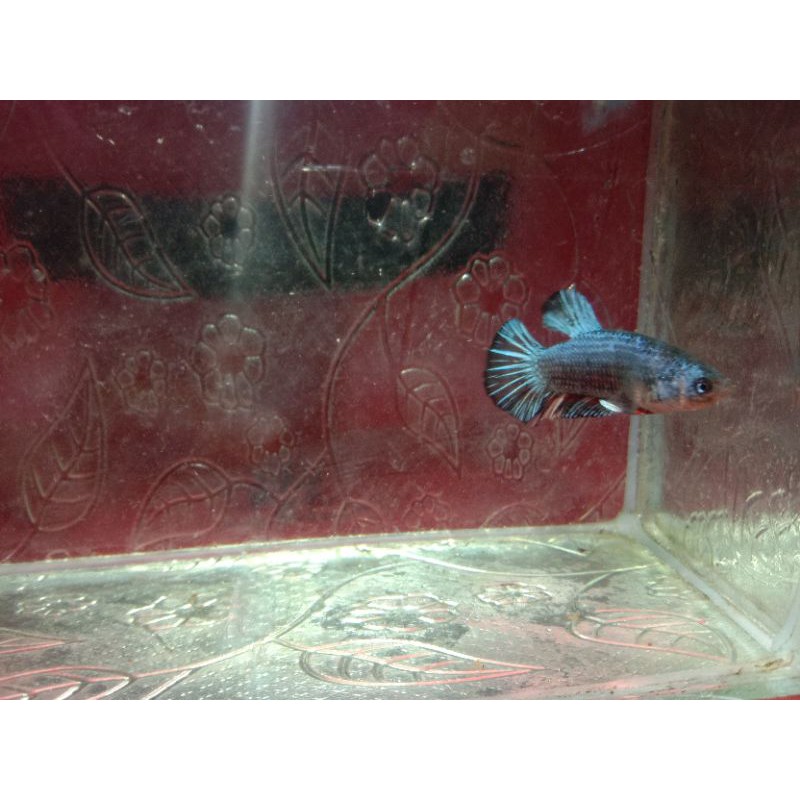 Cupang avatar Vampir Top grade✨