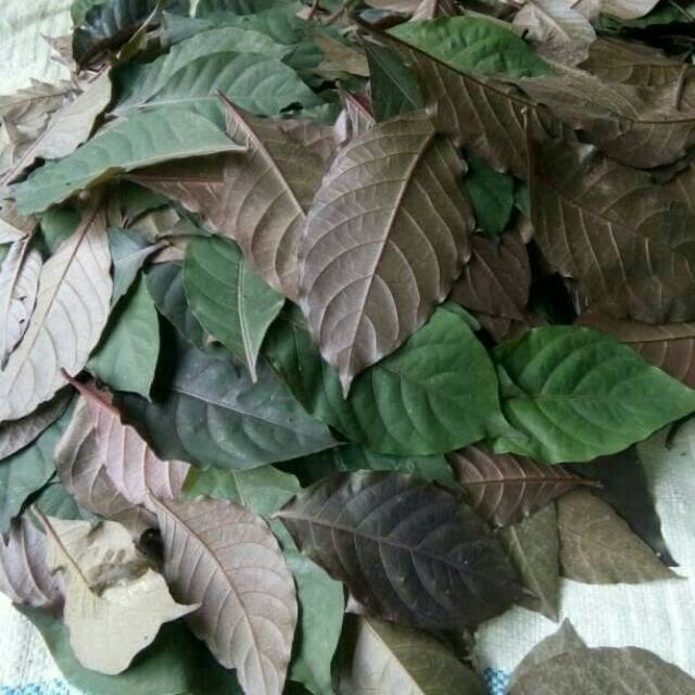 

DAUN UNGU SEGAR 1 KG