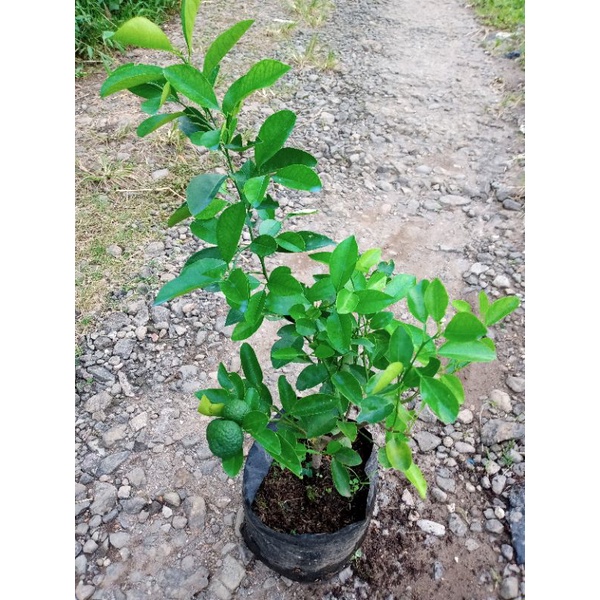 bibit jeruk limo/limau berbuah lebat (jeruk sambal)