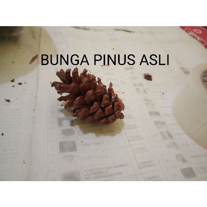 Grosir bunga pinus kering pinecone untuk bahan dekorasi rustic