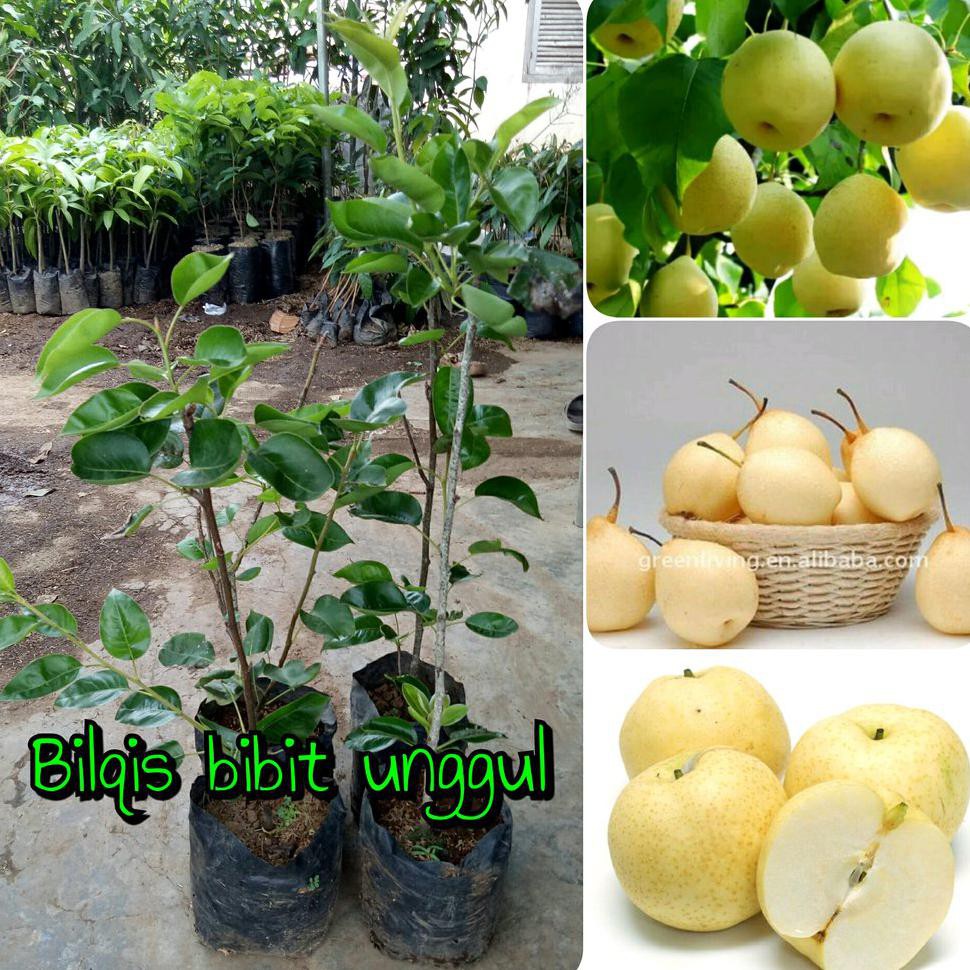 Bibit Buah Pir Atau Pear Madu Super Cangkok-Bilqis Bibit