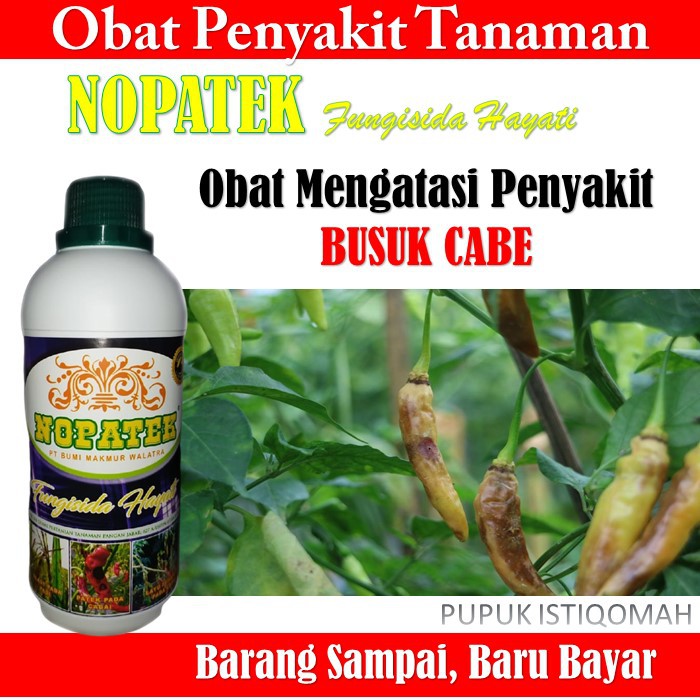 NOPATEK Obat Busuk CABE - NOPATEK Mengatasi Penyakit Busuk Cabe - Pupuk Nopatek Busuk Cabe - NOPATEK
