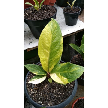 jemani jaguar var mewah