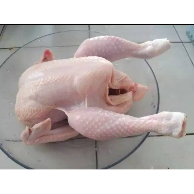 

ayam potong segar ayam broiler