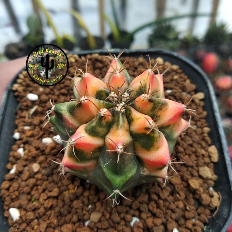 KAKTUS SKULEN - miha orange